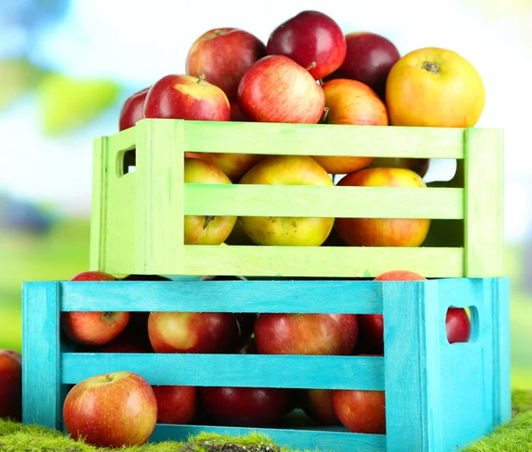 Juicy apples in wooden boxes on grass on natural background