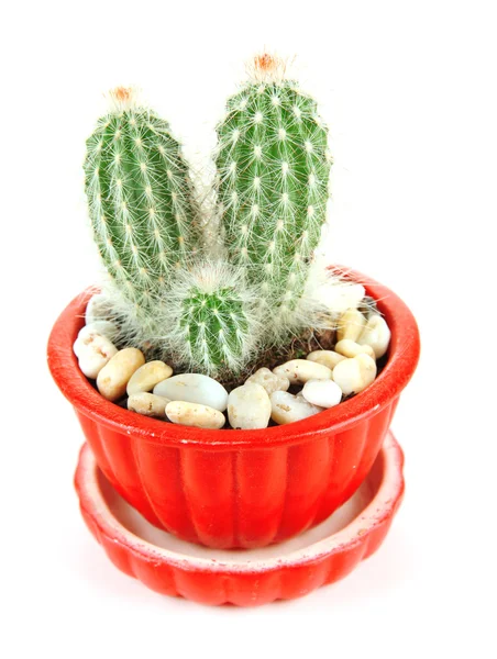 Cactus in bloempot, geïsoleerd op wit — Stockfoto