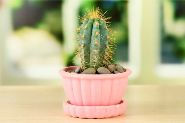 Cactus en maceta, sobre alféizar de ventana de madera — Foto de Stock