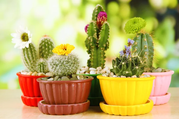 Cactussen in bloempotten met bloemen, op groene natuur achtergrond — Stockfoto