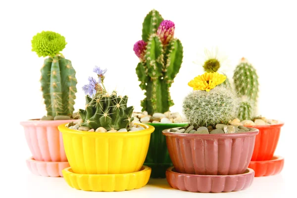 Cactos em vasos com flores, isolados sobre branco — Fotografia de Stock
