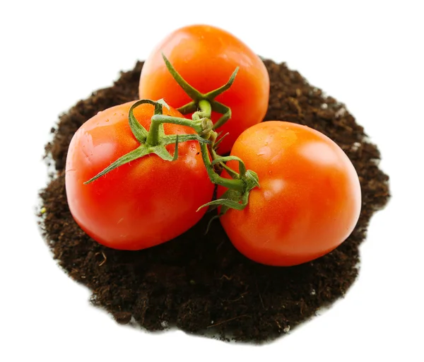 Tomaten auf dem Boden isoliert auf weiß — Stockfoto