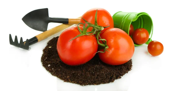 Tomates molidos aislados sobre blanco — Foto de Stock