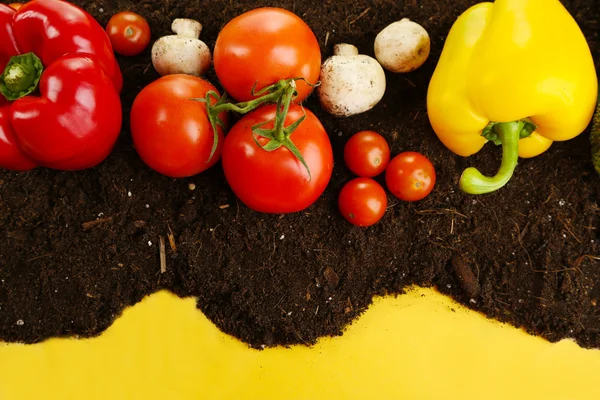 Groenten op grond op kleur achtergrond — Stockfoto