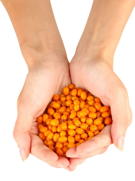 Woman's hands holding a sea buckthorn on white background close-up — Stock Photo, Image