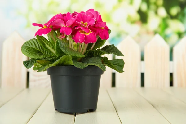 Hermosa primula rosa en maceta, sobre mesa de madera, sobre fondo verde —  Fotos de Stock