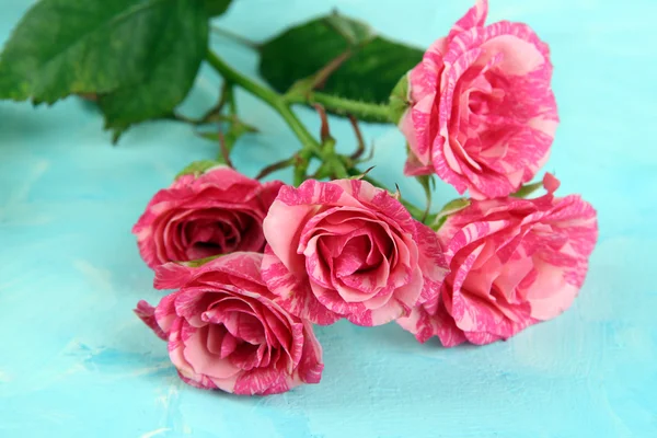 Beautiful pink roses close-up, on color background — Stock Photo, Image