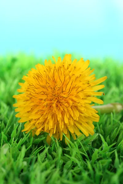 Flor de diente de león sobre hierba sobre fondo brillante —  Fotos de Stock