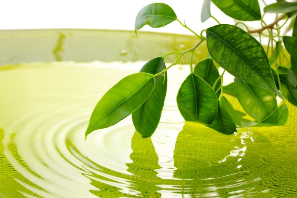 Grüne Blätter mit Reflexion im Wasser — Stockfoto