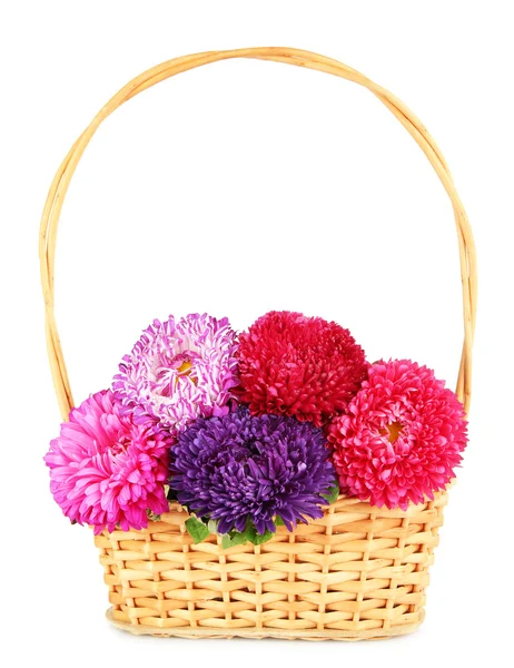 Bright aster flowers in basket, isolated on white — Stock Photo, Image