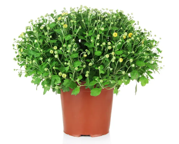 Chrysanthemum bush in pot isolated on white — Stock Photo, Image
