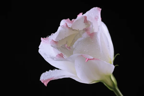 Eustomor blomma, isolerade på svart — Stockfoto