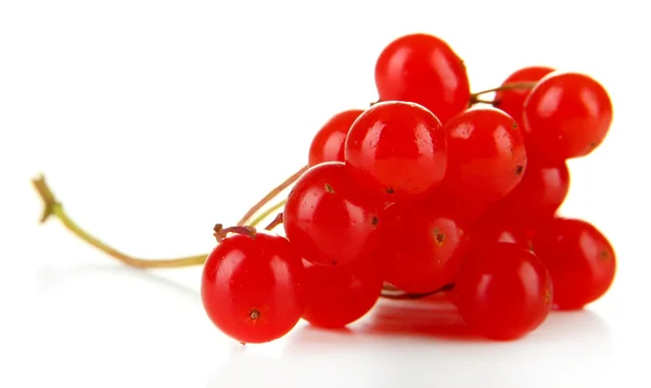 Bayas rojas de viburnum aisladas sobre blanco —  Fotos de Stock