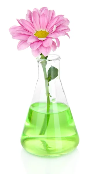 Blume im Reagenzglas isoliert auf weiß — Stockfoto