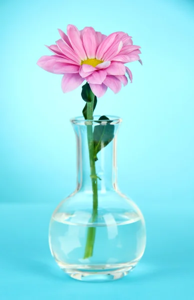 Květina ve zkumavce na světle modrém pozadí — Stock fotografie