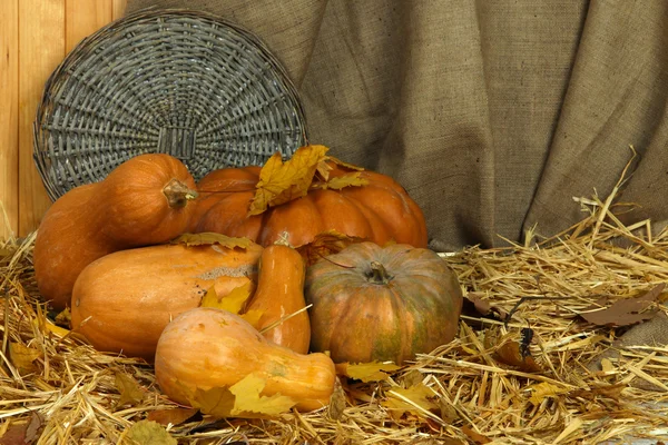 Calabazas con soporte de mimbre sobre paja sobre fondo de saco — Foto de Stock