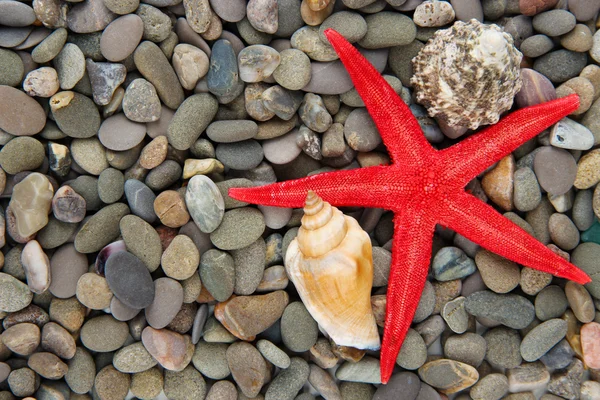 Pequenas pedras marinhas e conchas, de perto — Fotografia de Stock