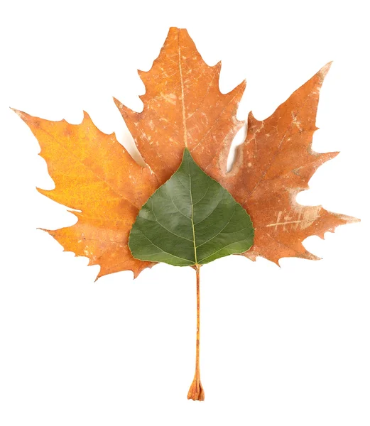 Mladé zelené a suché podzimní listy izolované na bílém — Stock fotografie