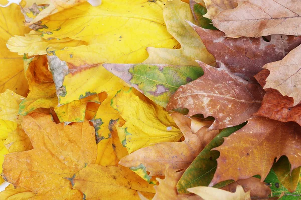 Fondo de hojas de otoño brillante primer plano — Foto de Stock