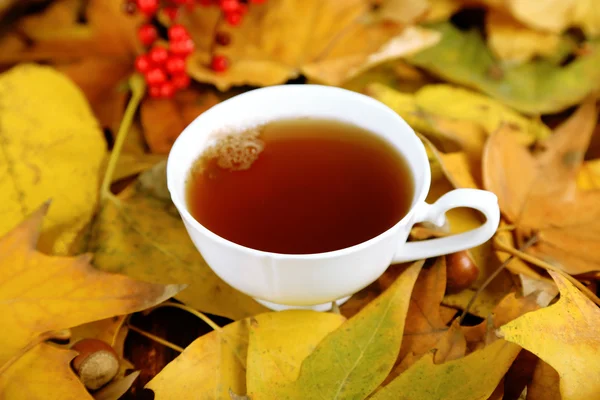 Cup of hot beverage, on yellow leaves background — Stock Photo, Image