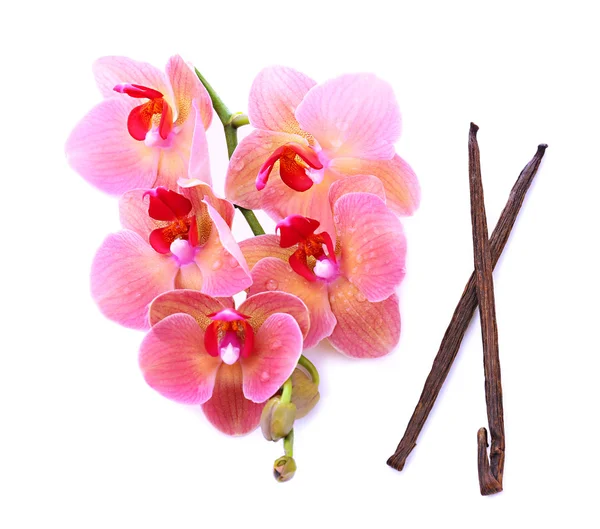Güzel çiçek açan orkide ve vanilya izole üzerinde beyaz sopa — Stok fotoğraf