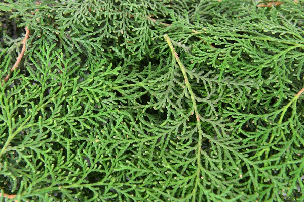 Thuja branches close-up — Stock Photo, Image