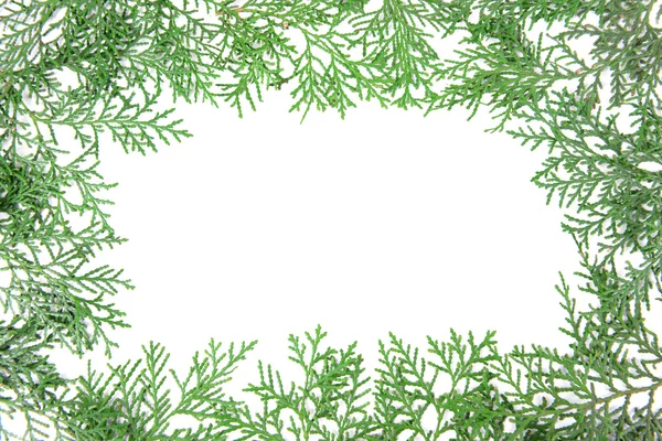 Thuja branches on white background — Stock Photo, Image