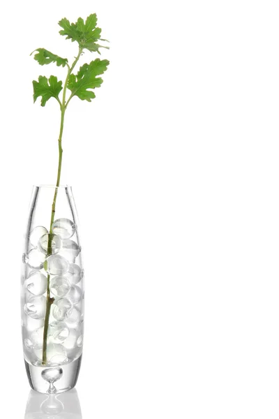 水凝胶分离白色衬底上的花瓶中的分支 — 图库照片