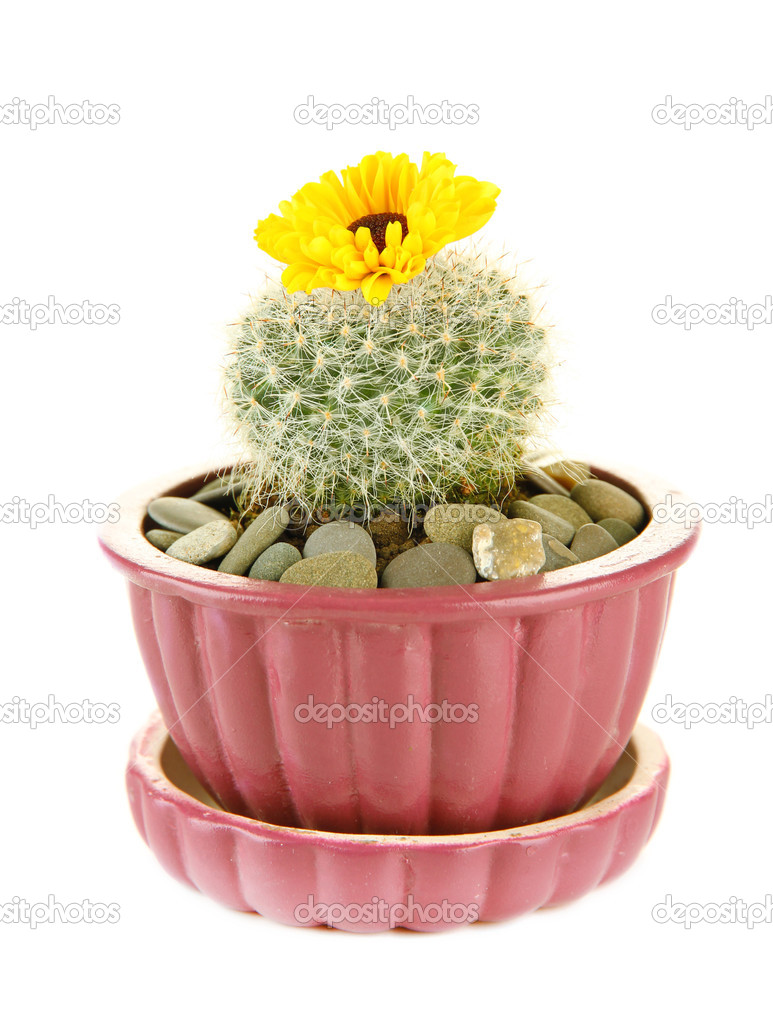 Cactus in flowerpot with flower, isolated on white