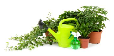 güzel çiçekler üzerinde beyaz izole tencere