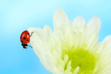 çiçek, güzel ladybird yakın çekim