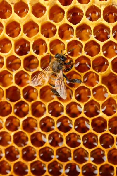 黄色の美しいハニカム蜂蜜と蜂 — Stock fotografie