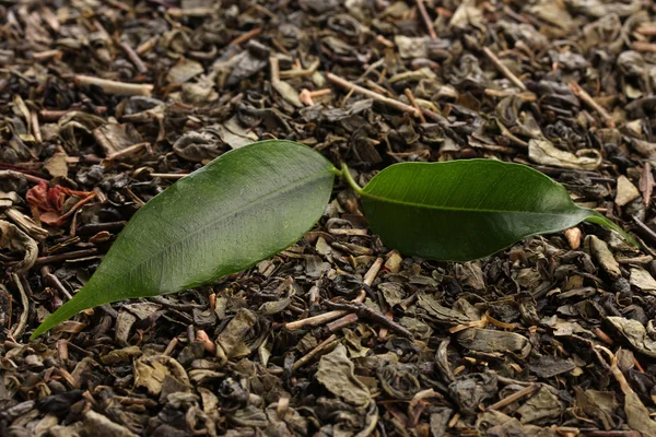 Thee met groene bladeren droog, close-up — Stockfoto