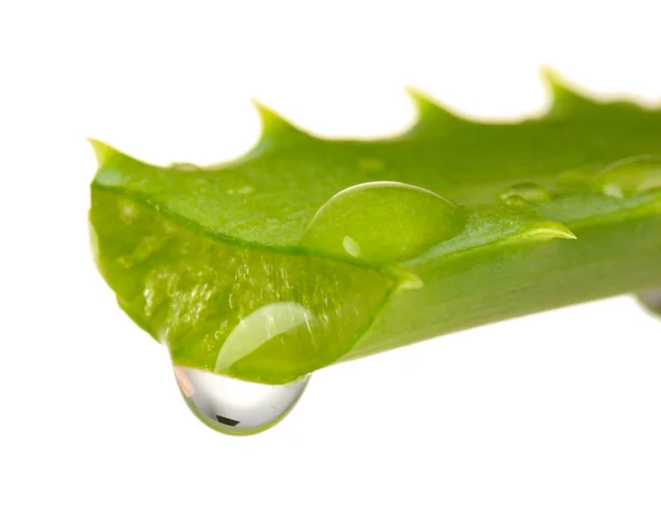 Hoja de aloe con gota, aislada en blanco — Foto de Stock