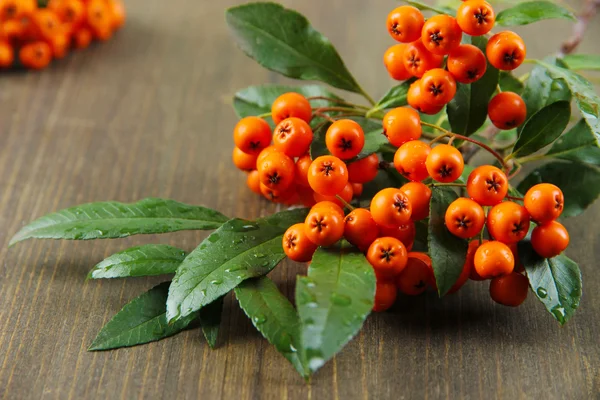 Pyracantha Firethorn orange berries with green leaves, on wooden background — Stock Photo, Image