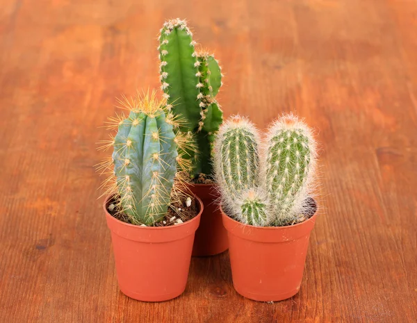 Collectie van cactussen op houten achtergrond — Stockfoto