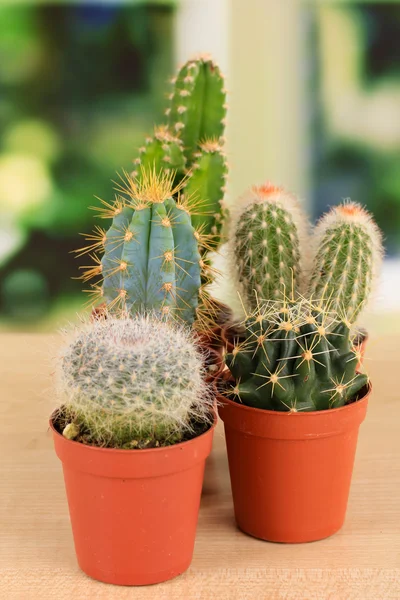 Recolha de cactos, no parapeito da janela — Fotografia de Stock