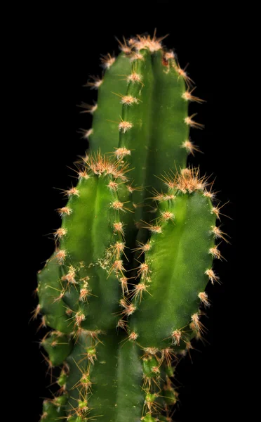 Cactus, isolated on black — Stock Photo, Image