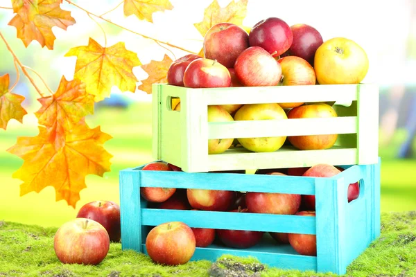 Juicy apples in wooden boxes on grass on natural background — Stock Photo, Image