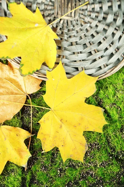 Beautiful autumn leaves on grass — Stock Photo, Image