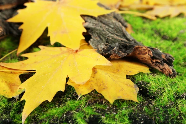 Beautiful autumn leaves near bark on grass — Stock Photo, Image