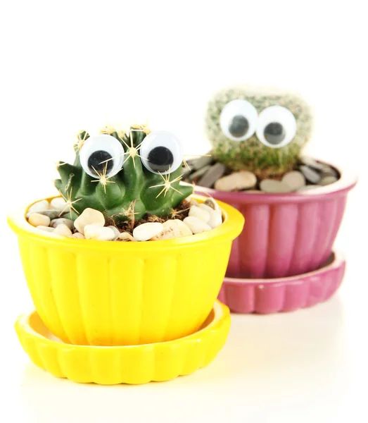 Cactuses in flowerpots with funny eyes, isolated on white — Stock Photo, Image