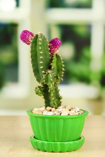 Kaktus i blomkruka med blomma, på trä fönsterkarm — Stockfoto