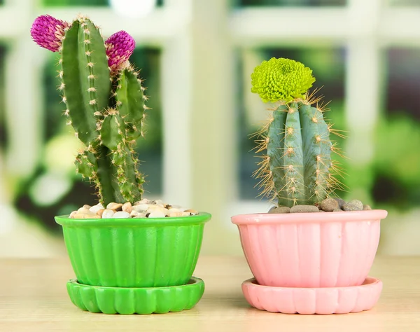 Cactuses in flowerpots with flowers, on wooden windowsill — Stock Photo, Image