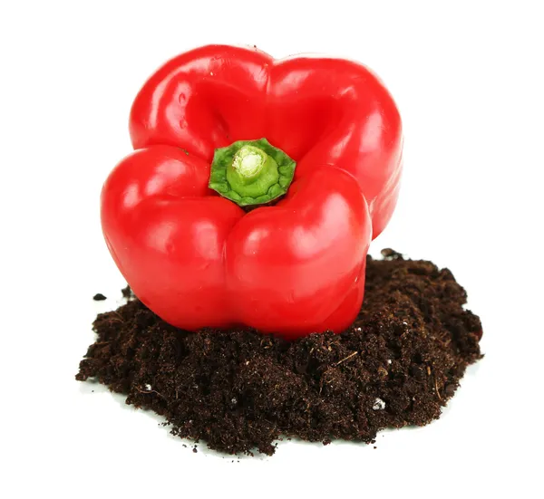Röd paprika med marken isoleras på vit — Stockfoto