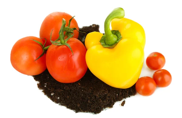 Gemüse mit Boden isoliert auf weiß — Stockfoto