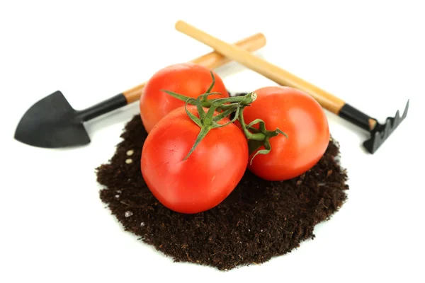 Tomaten auf dem Boden isoliert auf weiß — Stockfoto