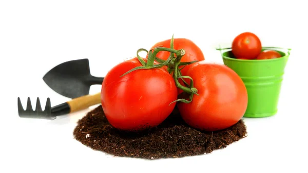 Tomaten auf dem Boden isoliert auf weiß — Stockfoto