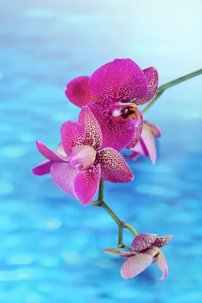 Belle orchidée sur fond bleu — Photo