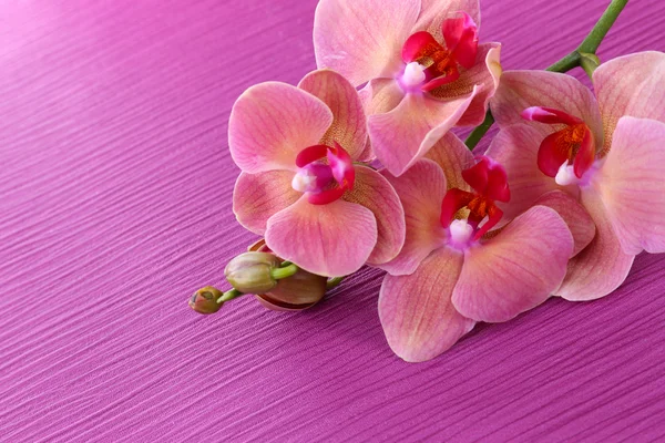 Красивая цветущая орхидея на цветном фоне — стоковое фото